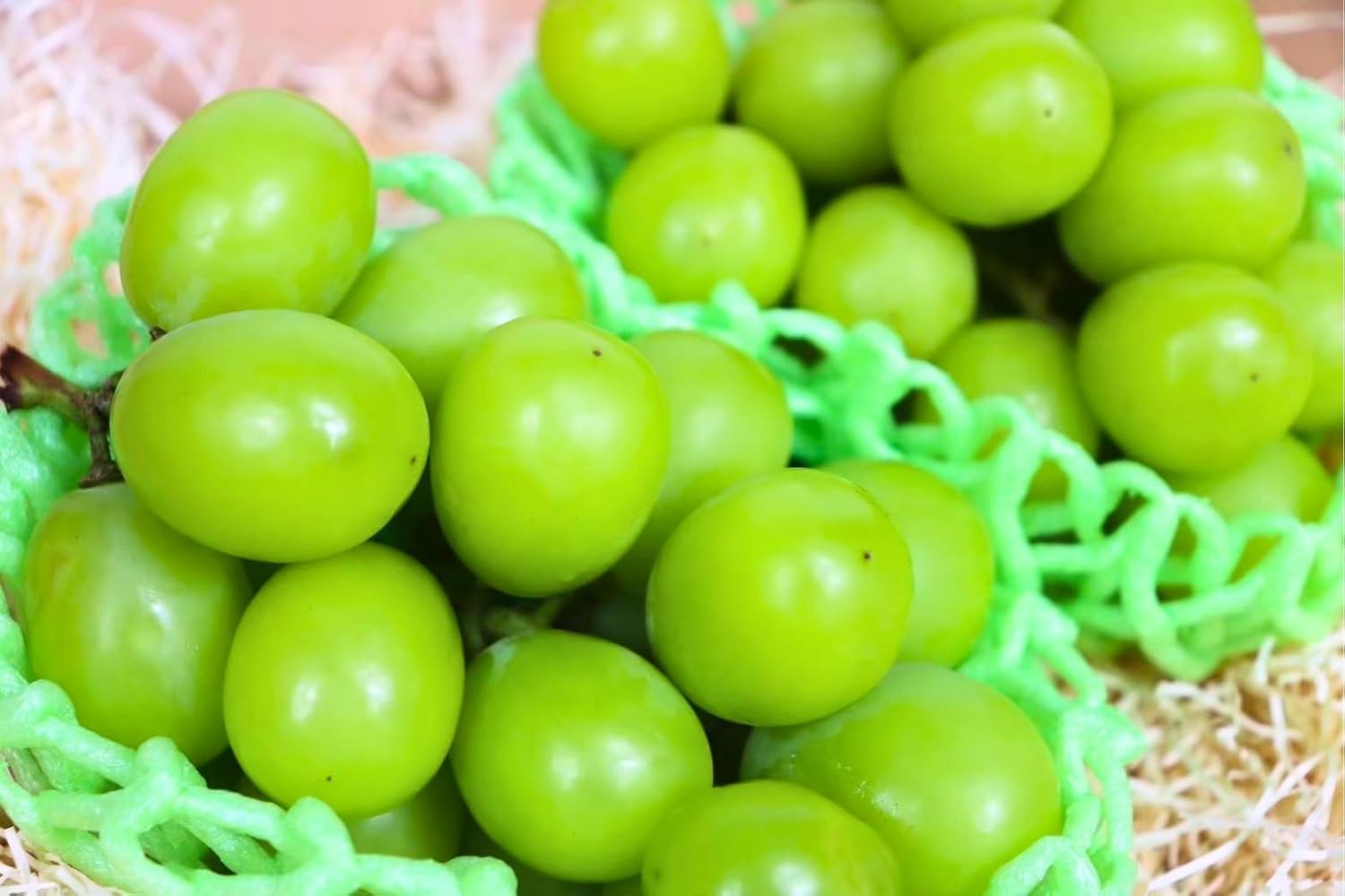 ミニアコースティックギター】 フィリピン Alegra アレグレ【マンゴー